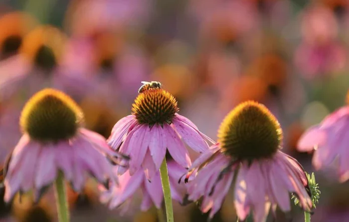 Kế hoạch Bee tại Natural Factors Farms® Apiary 4 ke hoach bee natural factors